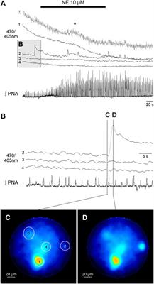 Fiber optical imaging of astroglial calcium signaling in the respiratory network in the working heart brainstem preparation